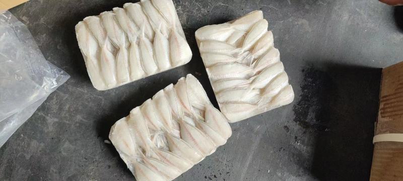 钻嘴鱼玻璃鱼