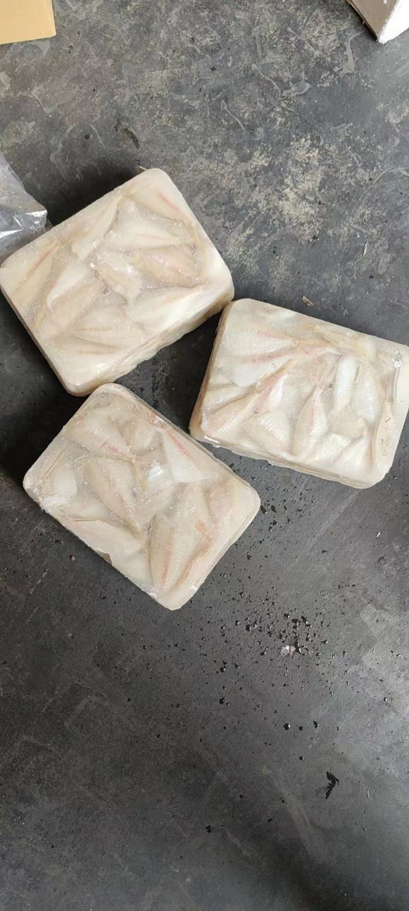 钻嘴鱼玻璃鱼