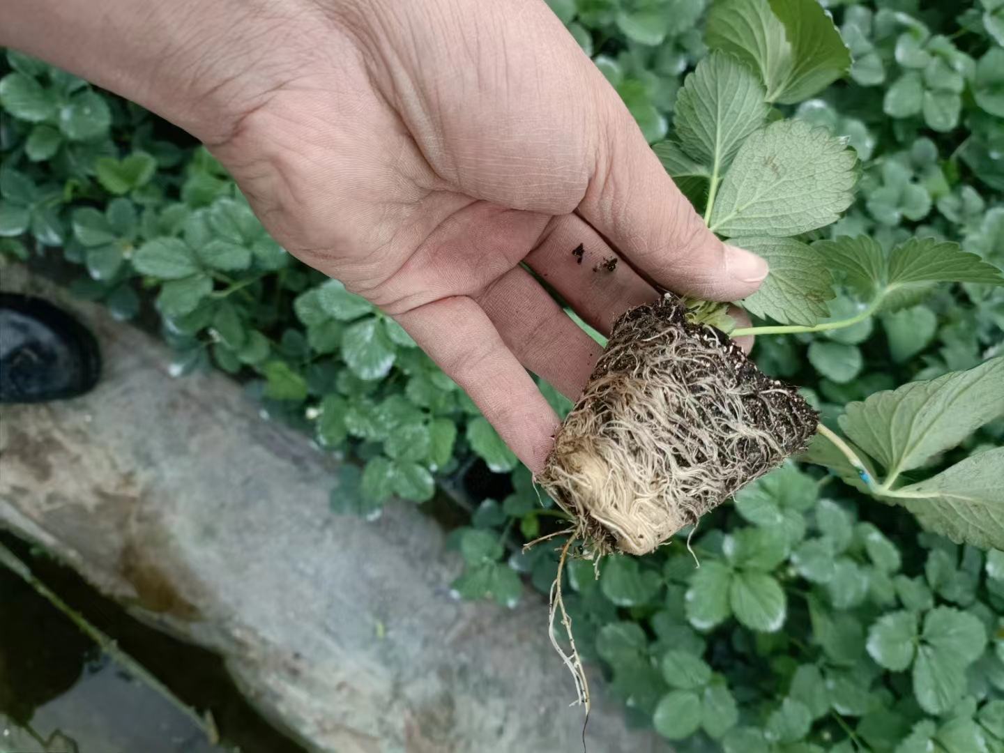 红颜草莓植株与根系结构 红颜草莓植株与根系结构