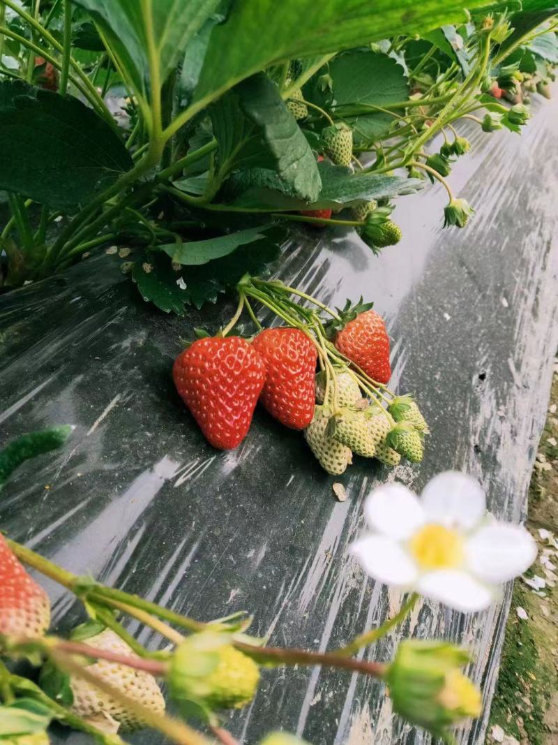 红颜草莓苗丹东久久草莓苗草莓种苗穴盘苗裸根苗基地发货