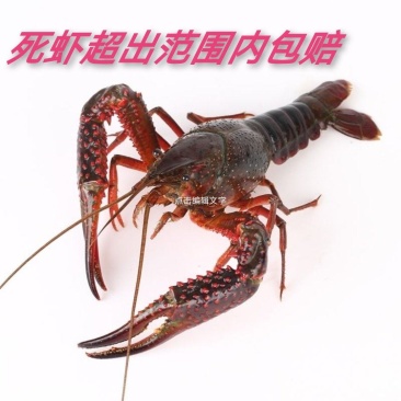 本商品是自养龙虾价，能接受龙村野虾的价格比这个低很多，欢