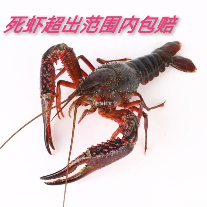 本商品是自养龙虾价，能接受龙村野虾的价格比这个低很多，欢