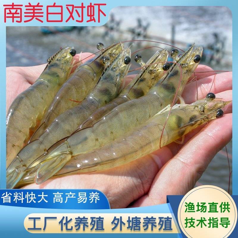 渔场直供一代快大南美白对虾苗工厂化养殖白对虾苗技术指导