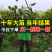 十年葡萄树。买一送一。当年种植当年结果包成活售后