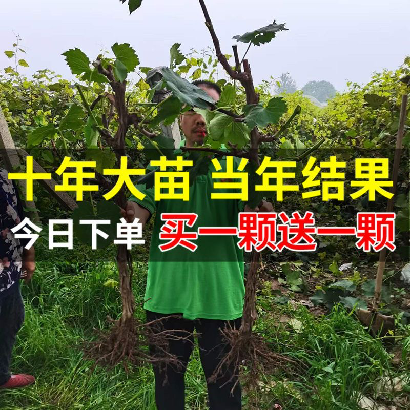 十年葡萄树。买一送一。当年种植当年结果包成活售后