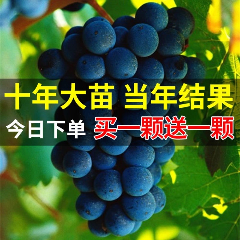 十年葡萄树。买一送一。当年种植当年结果包成活售后