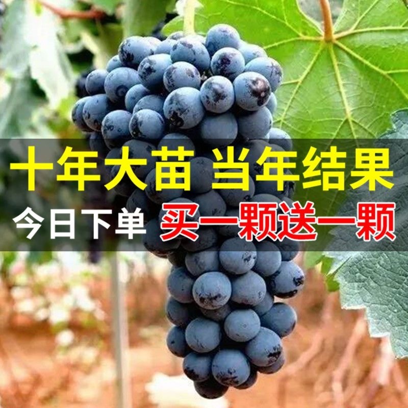 十年葡萄树。买一送一。当年种植当年结果包成活售后