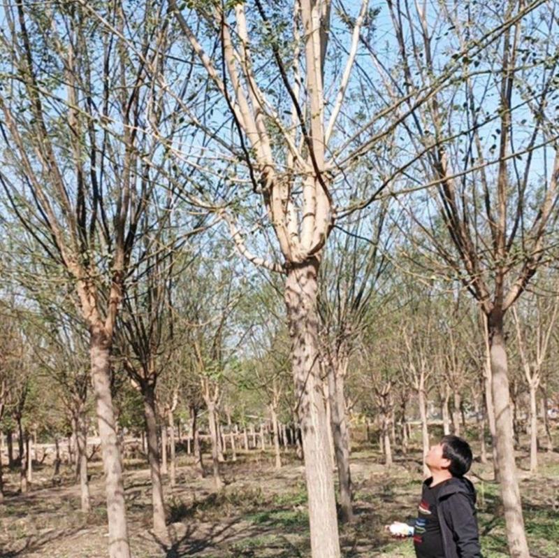 精品国槐，5-35公分苗圃定值苗量大优惠全国发货