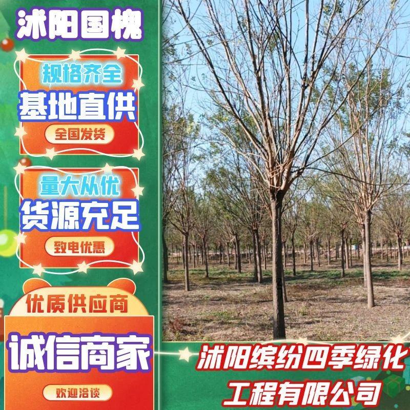 精品国槐，5-35公分苗圃定值苗量大优惠全国发货