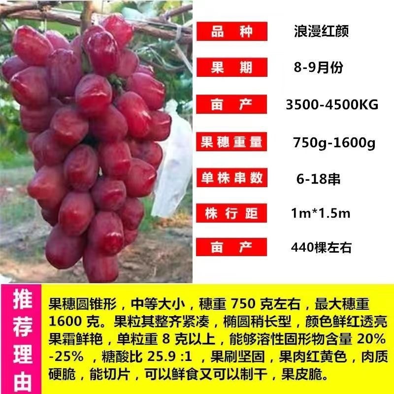 十年葡萄树。买一送一。当年种植当年结果包成活售后