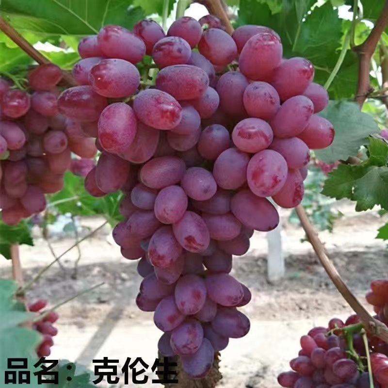 十年葡萄树。买一送一。当年种植当年结果包成活售后