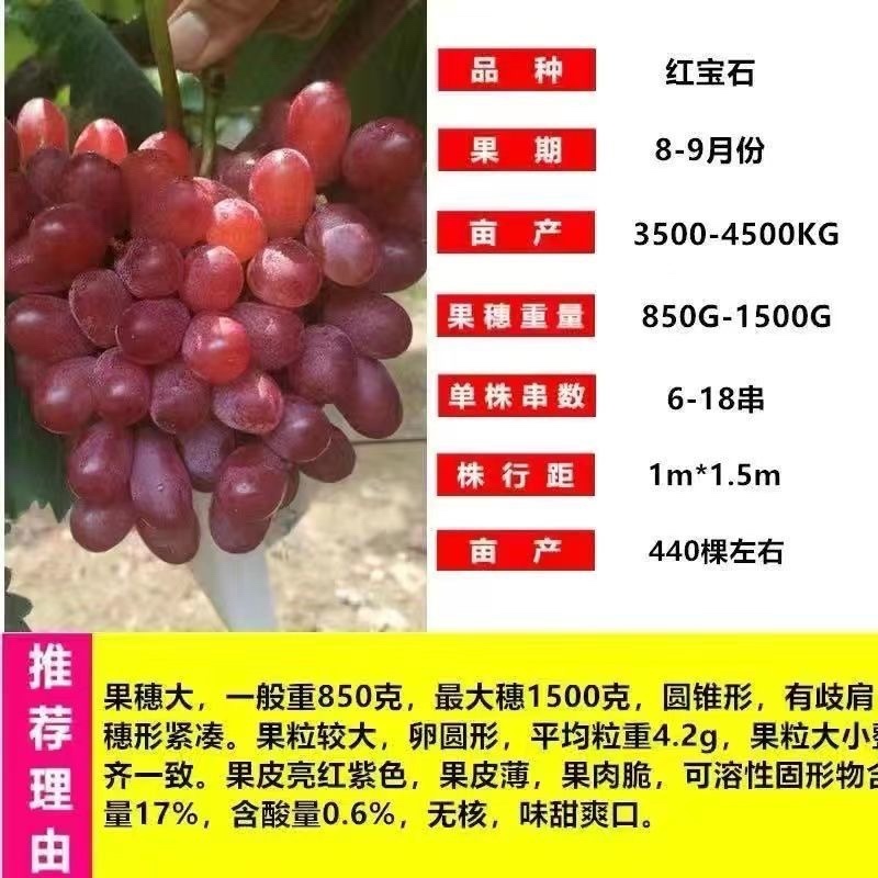 十年葡萄树。买一送一。当年种植当年结果包成活售后