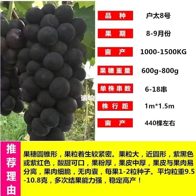 十年葡萄树。买一送一。当年种植当年结果包成活售后