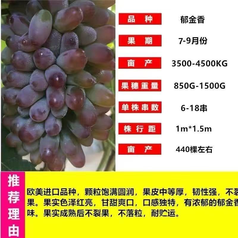 十年葡萄树。买一送一。当年种植当年结果包成活售后