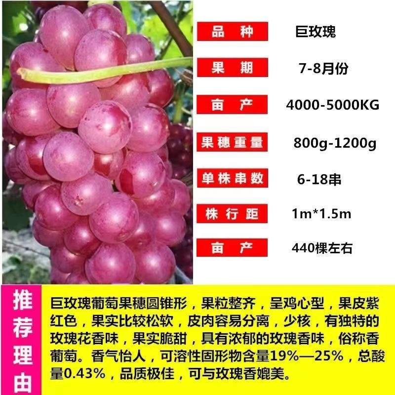 十年葡萄树。买一送一。当年种植当年结果包成活售后