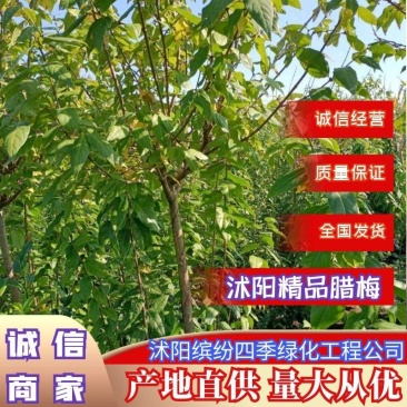 腊梅丛生腊梅1—8公分丛生80—3米冠幅基地直供