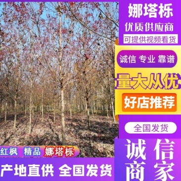美国红枫红栎娜塔栎10—25公分支持视频看货