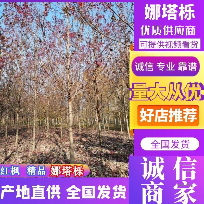美国红枫红栎娜塔栎10—25公分支持视频看货