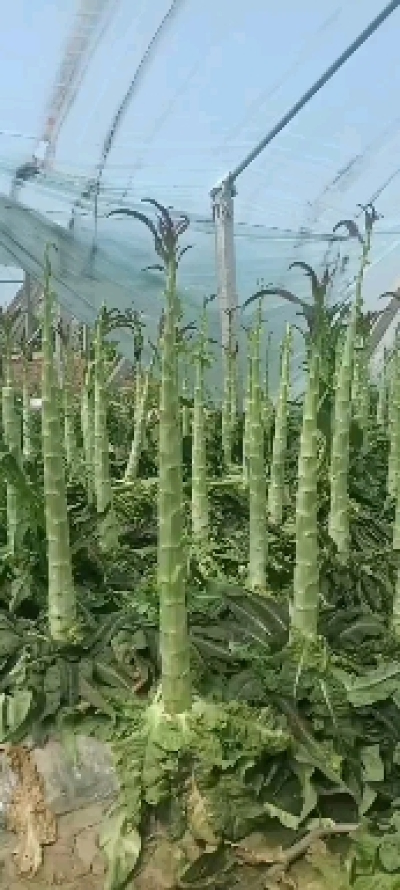 河南，濮阳，清丰县尖叶莴笋大量上市欢迎各位老板咨询采购