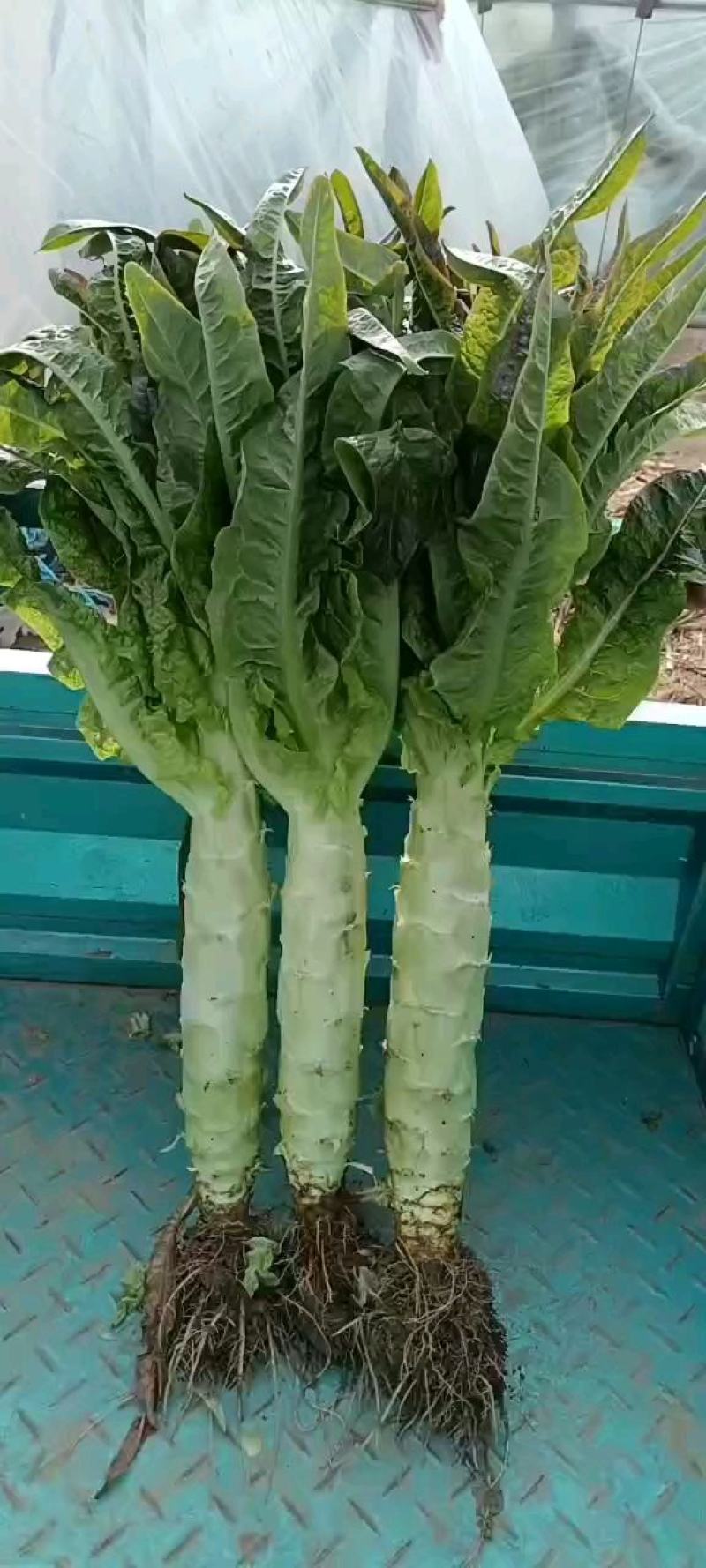河南，濮阳，清丰县尖叶莴笋大量上市欢迎各位老板咨询采购