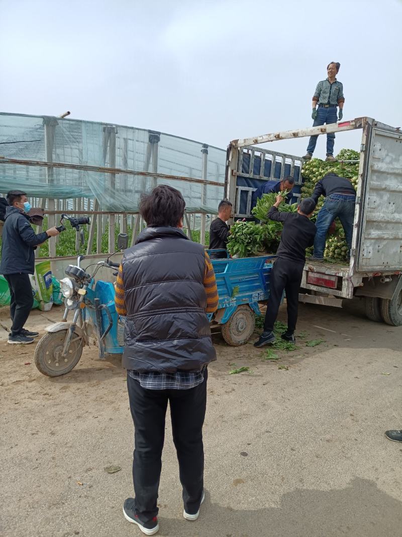 河南，濮阳，清丰县尖叶莴笋大量上市欢迎各位老板咨询采购