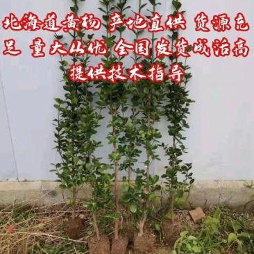 北海道黄杨1—2米支持视频看货量大从优耐冻联系