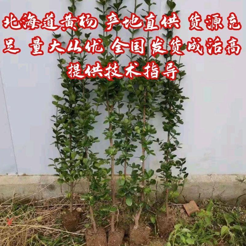 北海道黄杨1—2米支持视频看货量大从优耐冻联系