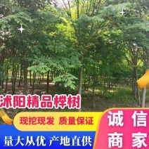 榉树丛生榉树量大从优2—20公分支持视频看货