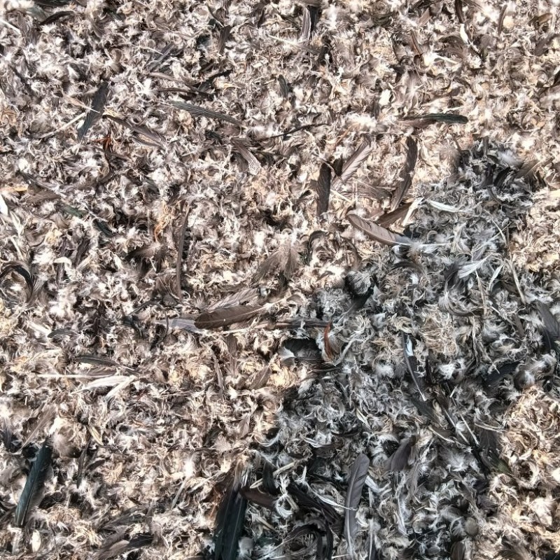 鸭毛
