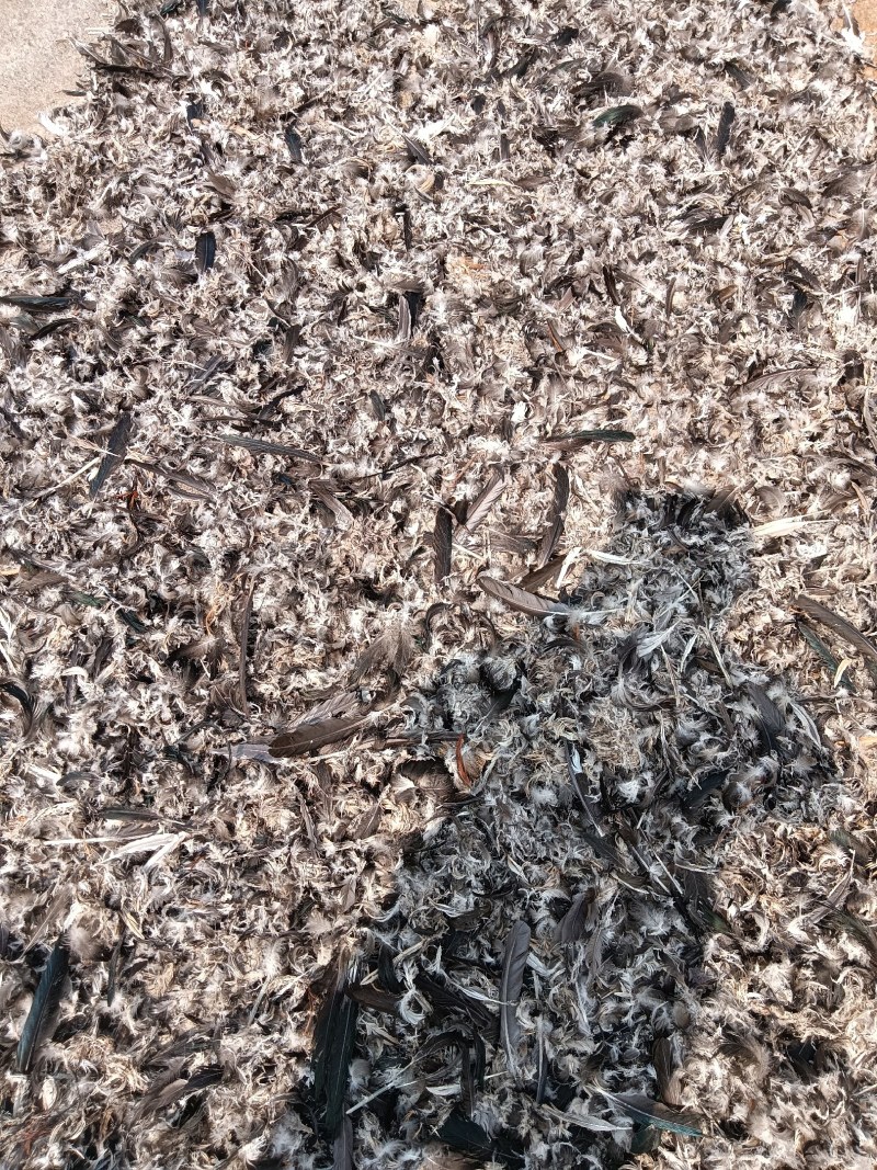 鸭毛