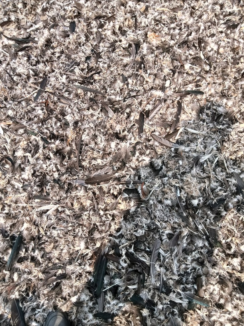 鸭毛