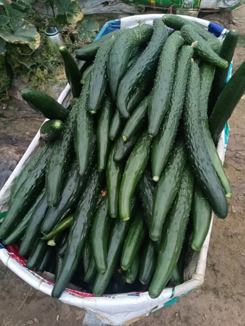 夏邑黄瓜大量上市中全国发货量大从优价格美丽
