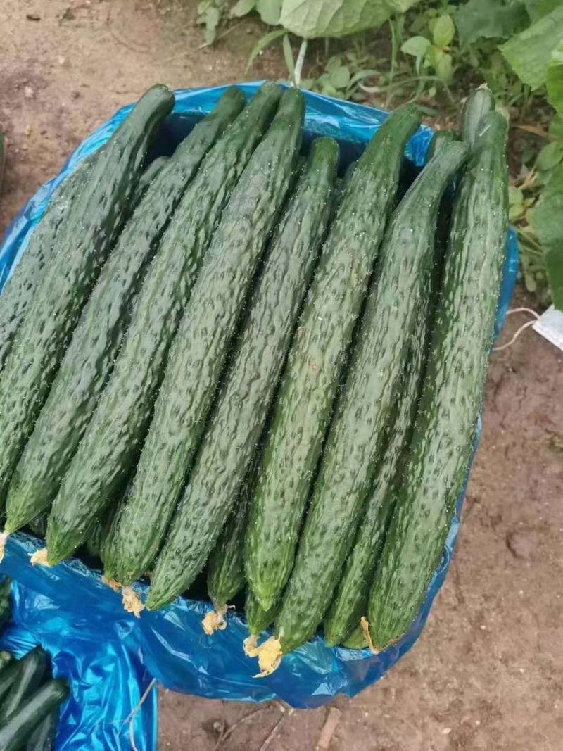 夏邑黄瓜大量上市中全国发货量大从优价格美丽