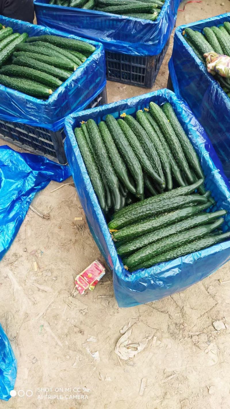 夏邑黄瓜大量上市中全国发货量大从优价格美丽