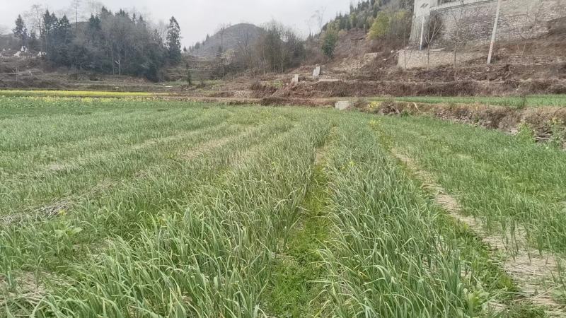 贵州蒜苗全国发货超市电商需要老板提前联系