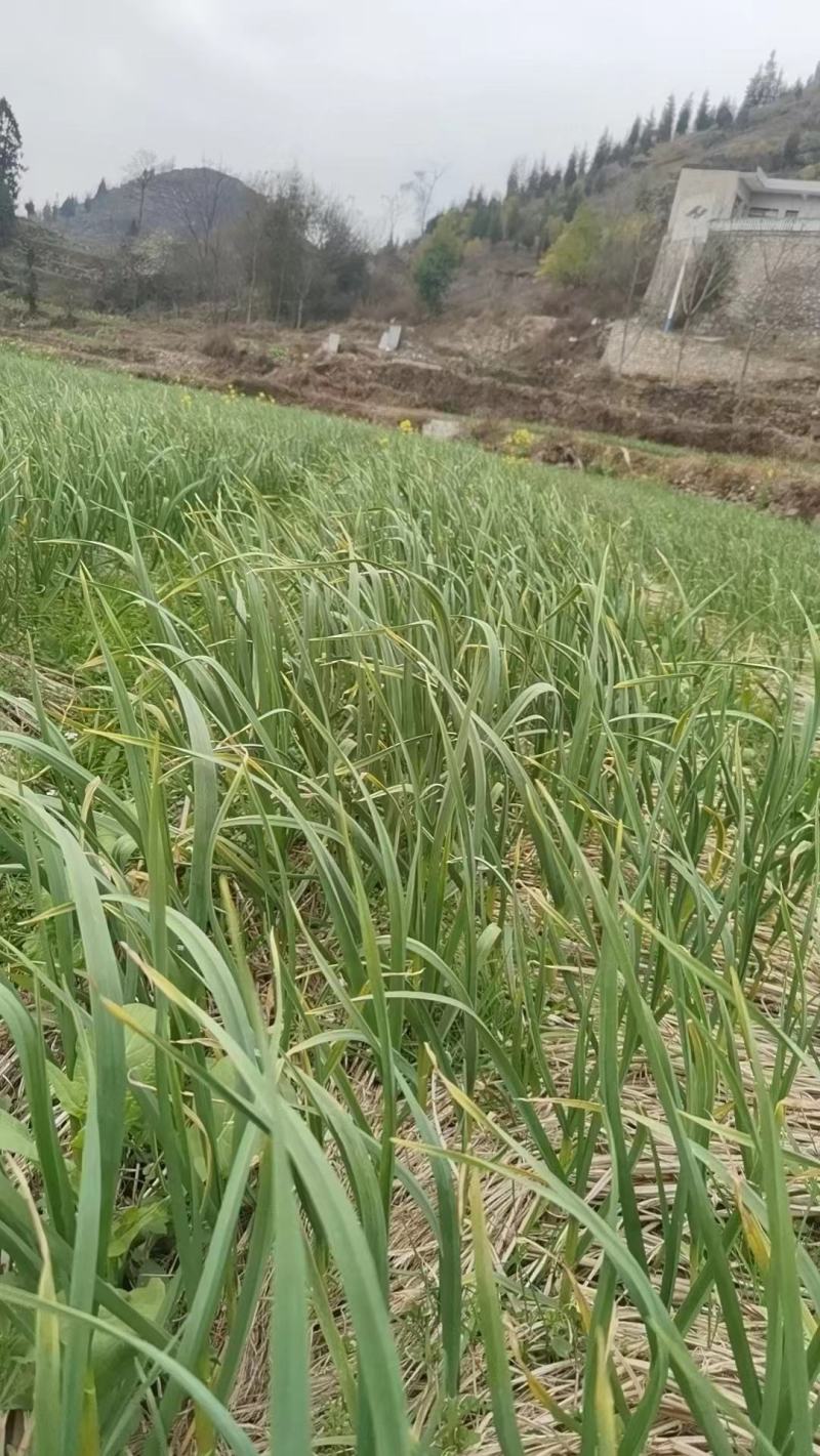 贵州蒜苗全国发货超市电商需要老板提前联系