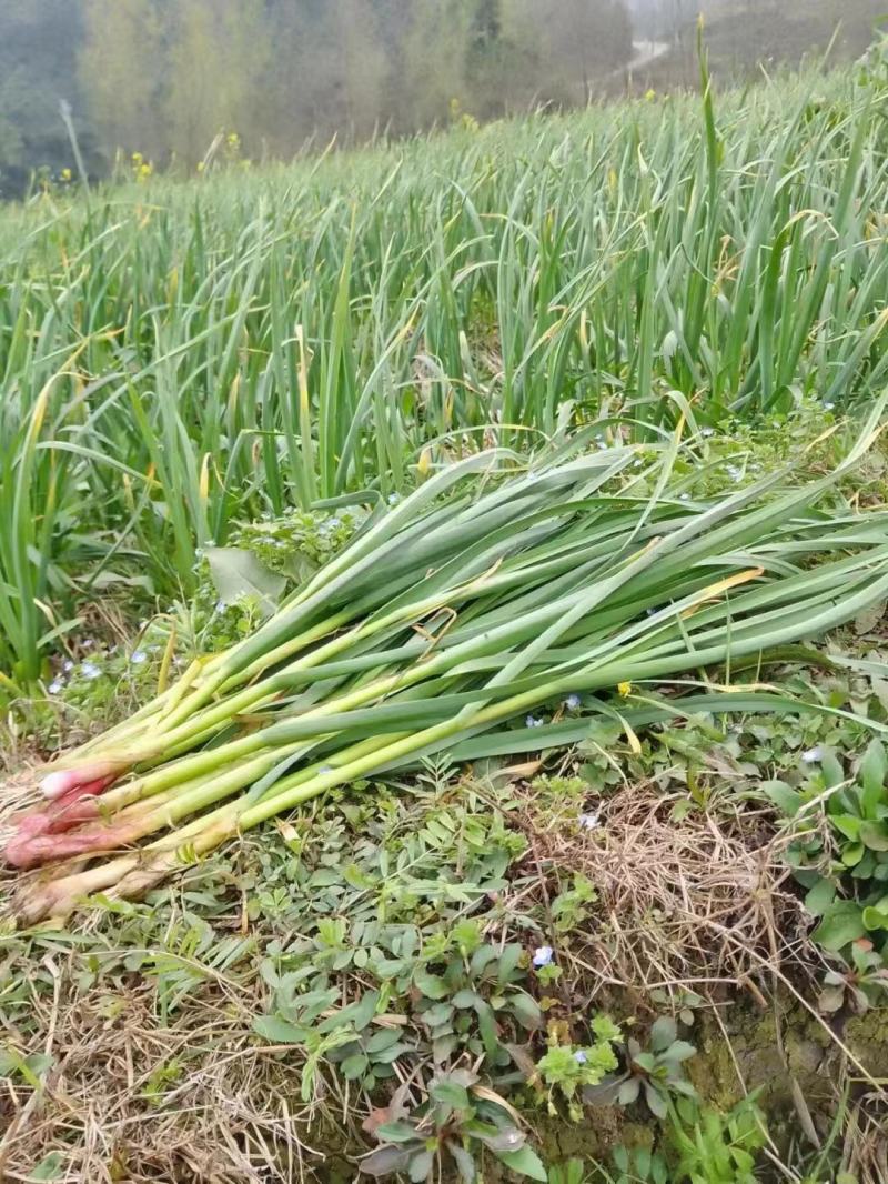 贵州蒜苗全国发货超市电商需要老板提前联系
