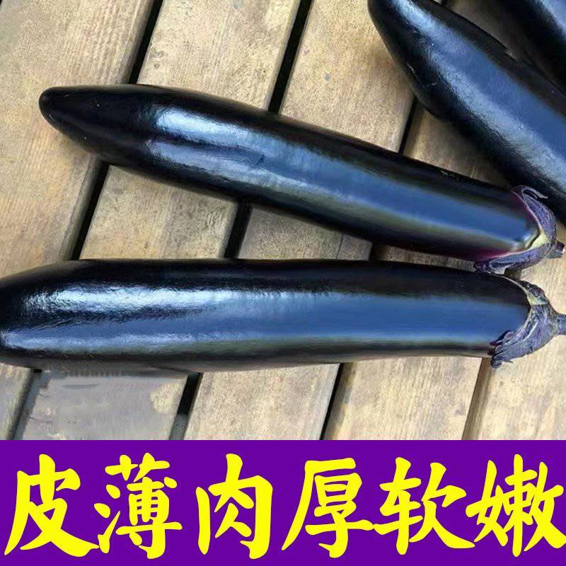 精品长茄苗马丽思黑金钢金利早茄苗量大从优欢迎采购商合作