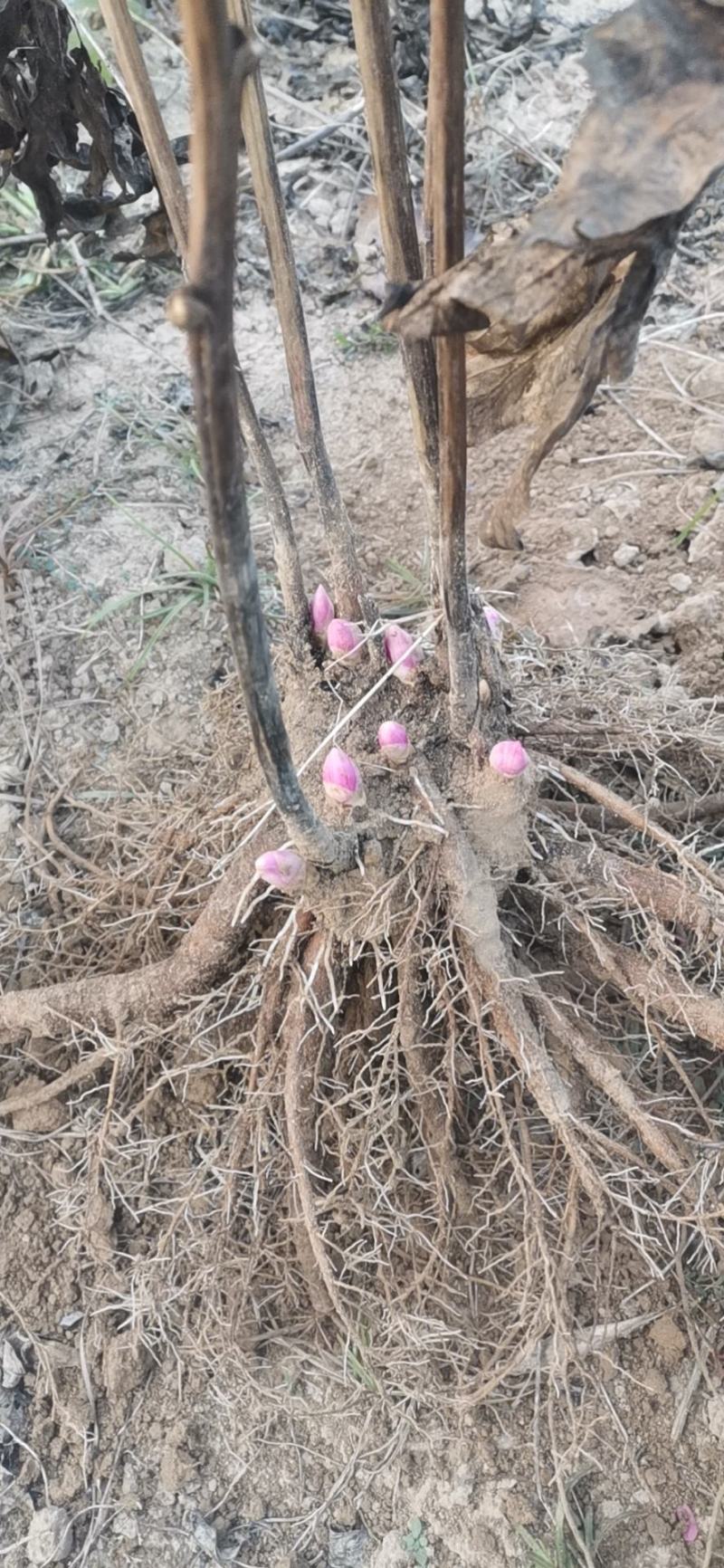 大富贵，红色系芍药多种。春季，可带土球发货。