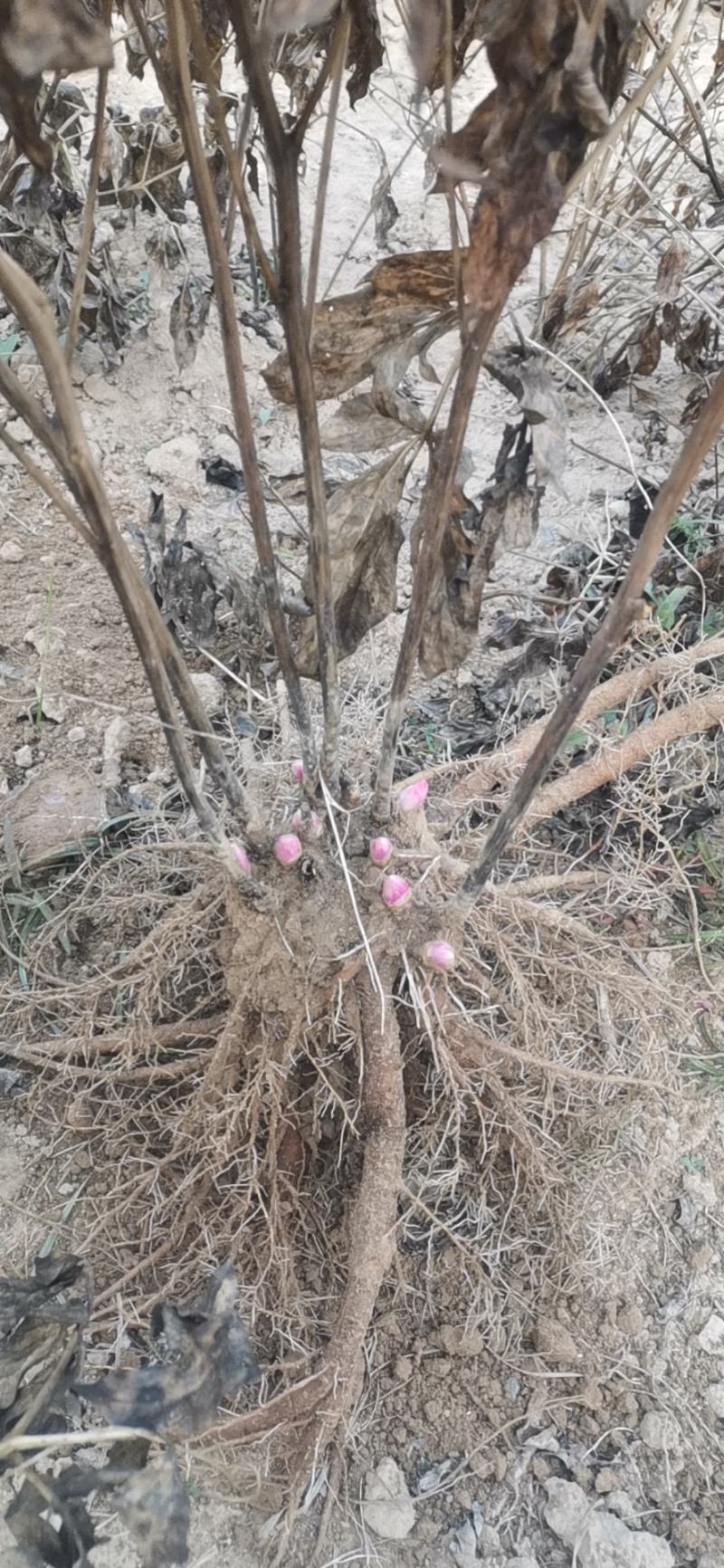 大富贵，红色系芍药多种。春季，可带土球发货。