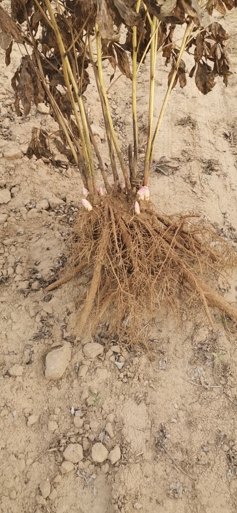 大富贵，红色系芍药多种。春季，可带土球发货。