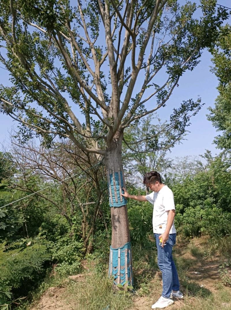 朴树精品朴树8—30公分，沭阳基地直发