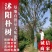 朴树精品朴树8—30公分，沭阳基地直发