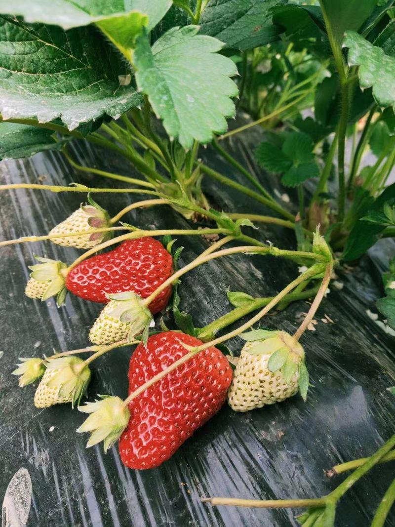 红颜草莓苗丹东久久草莓苗草莓种苗穴盘苗裸根苗基地发货