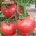 西红柿苗正宗硬西红柿苗（中华粉冠）常年供应包技术指导量