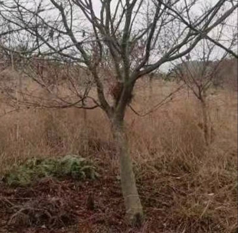 鸡爪槭4—20公分量大从优现场看货起货欢迎采购