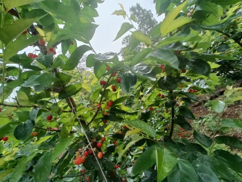 攀枝花米易小樱桃，多汁脆爽，果园直采大量上市供应新鲜水果