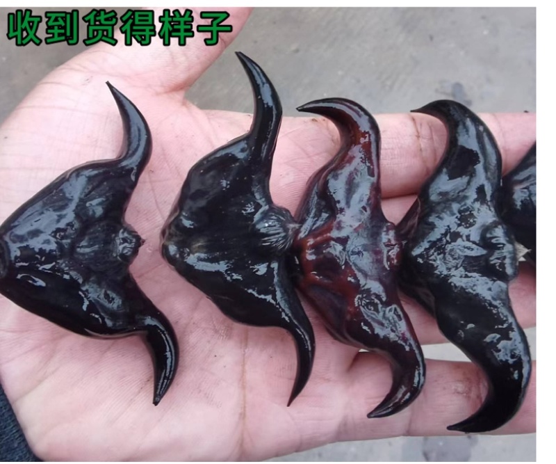 正宗洪湖大青菱角种子菱角苗子发芽率高个头大