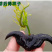 正宗洪湖大青菱角种子菱角苗子发芽率高个头大