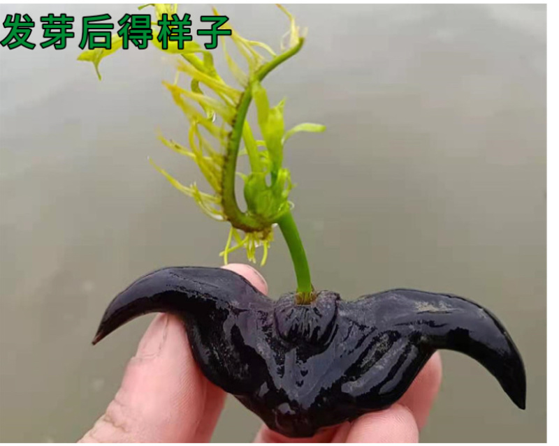 正宗洪湖大青菱角种子菱角苗子发芽率高个头大